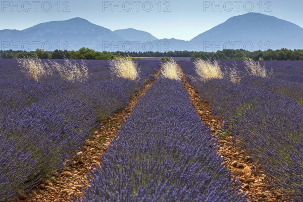 Lavender field, flowering true lavender (Lavandula angustifolia), near Puimoisson, Plateau de