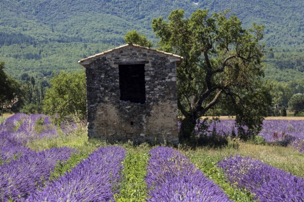 Old stone house with tree in lavender field, flowering true lavender (Lavandula angustifolia), on