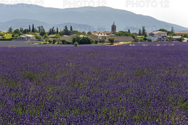 Lavender field, flowering true lavender (Lavandula angustifolia), Puimoisson, Plateau de Valensole,