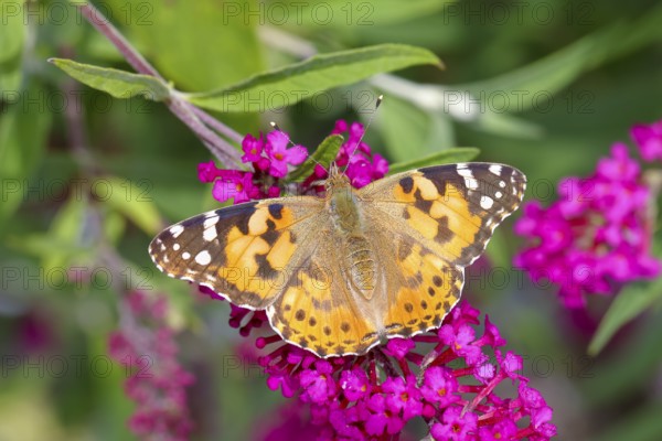 Painted lady (Vanessa cardui) sucking nectar on butterfly bush (Buddleja davidii), Neunkirchen im