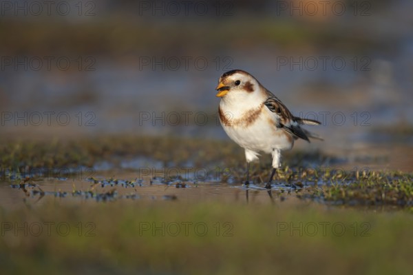 Snow bunting (Plectrophenax nivalis) adult bird drinking from a shallow puddle on a saltmarsh,