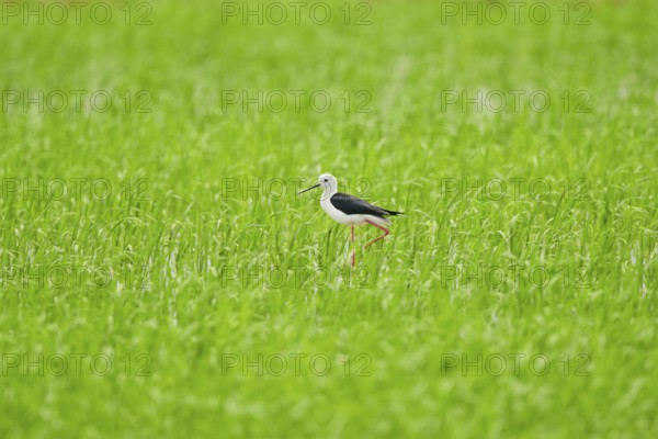 Black-winged stilt (Himantopus himantopus) walking in a rice field, Spain, Europe