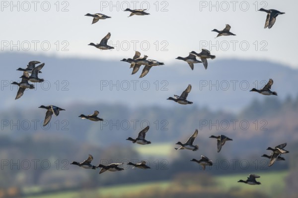 Eurasian Wigeon (Mareca penelope), birds in flight over Marshes at winter time