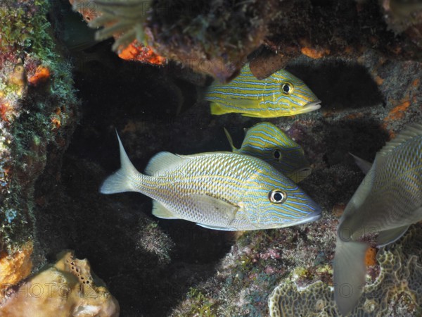 White grunt (Haemulon plumierii), dive site John Pennekamp Coral Reef State Park, Key Largo,