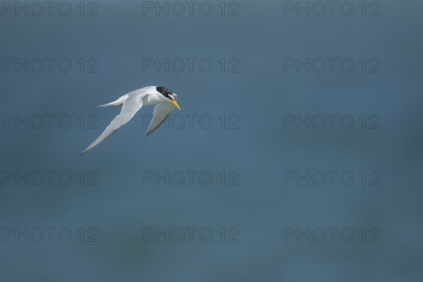 Little tern (Sternula albifrons) adult bird in flight, Suffolk, England, United Kingdom, Europe