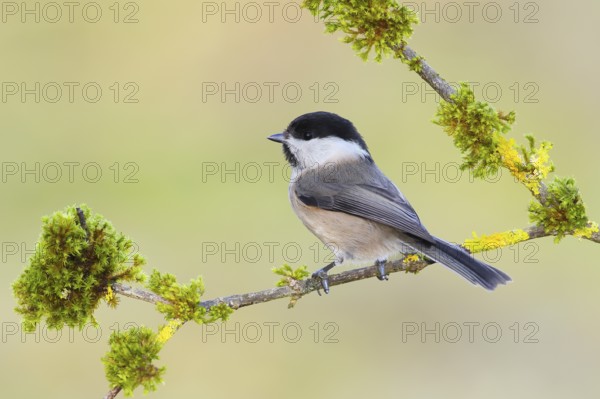 Willow Tit (Parus montanus), sitting on a mossy branch, Siegerland Animals, Birds, North