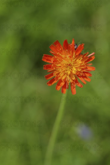 Fox-and-cubs (Hieracium aurantiacum), flower on a rough meadow, Wilnsdorf, North Rhine-Westphalia,