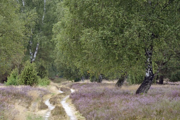 Heath landscape, typical vegetation, carriage and hiking trail leads through the flowering common