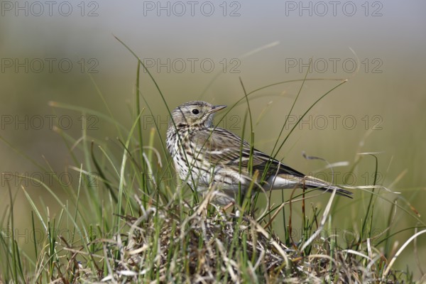 Raps (Anthus pratensis), in breeding territory, animal in dune vegetation, Lower Saxony Wadden Sea