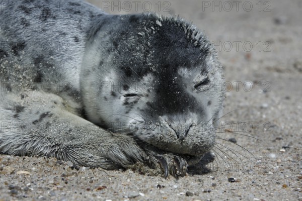 Harbor seal (Phoca vitulina), portrait of a howler, pup on the beach, Lower Saxony Wadden Sea