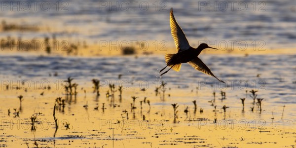 Common redshank (Tringa totanus), adult, flying up, backlight, shallow water, Dümmerniederung,