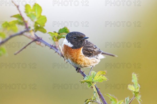 European stonechat (Saxicola rubicola), adult, male, sitting on blackberry (Rubus) bramble,