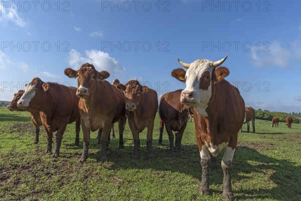 Buntscheck cows on pasture, Franconia, Bavaria, Germany, Europe