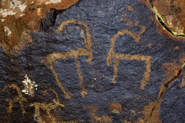 Petroglyphs of Siberian ibex (Capra sibirica), up to 2500 years old, West Karakol Valley, Tien Shan