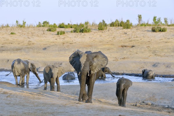 Elephants (Loxodonta africana) bathing, near Somalisa Camp, Hwange National Park, Matabeleland