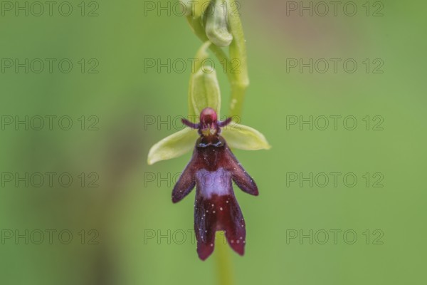 Fly orchid (Ophrys insectifera), Kalkalpen National Park, Upper Austria, Austria, Europe