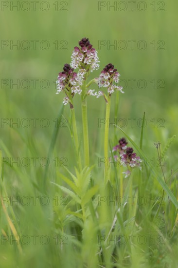 Burnt-tip orchid (Orchis ustulata), Burgenland, Austria, Europe