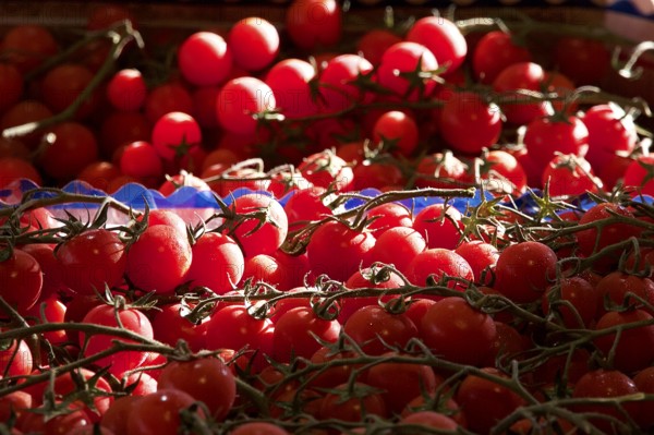 Vine tomatoes, close, light and shade, markets, open air, Palermo, capital, Sicily, Italy, Europe