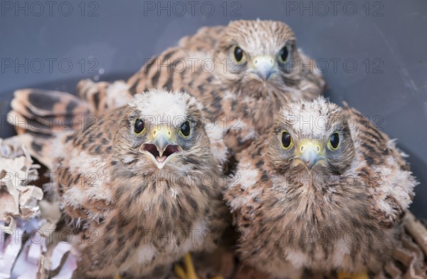 Three young common kestrels (Falco tinnunculus) fallen out of the nest, 3 nestlings with downy