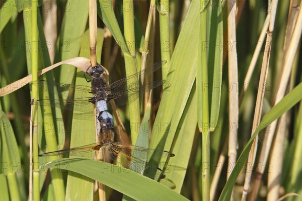 Lesser blue arrow (Orthetrum coerulescens), two animals mating on a reed stalk, copula, Peene