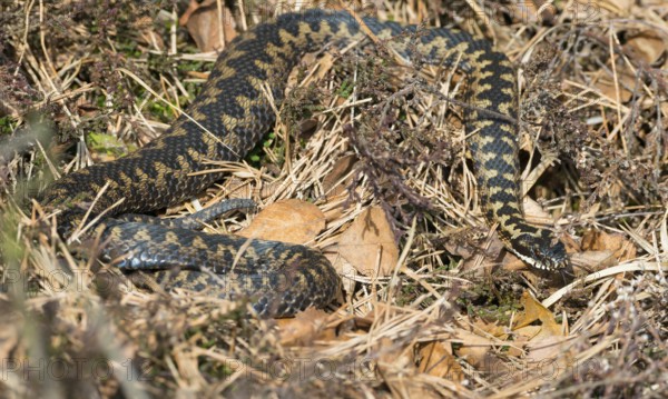 Wild common european viper (Vipera berus), brown adult, female, crawls well camouflaged in the sun