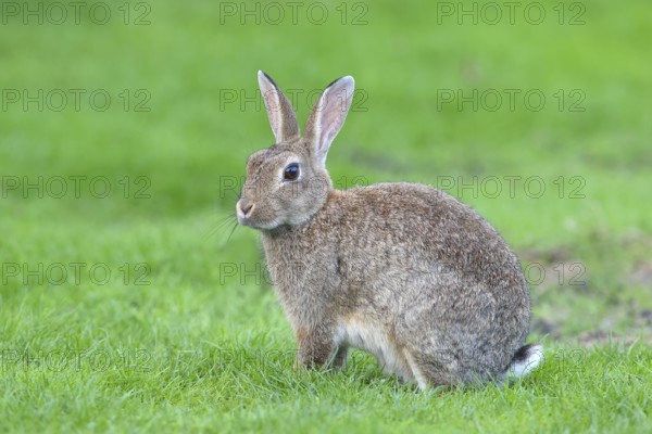 European rabbit (Oryctolagus cuniculus) foraging, sitting in a meadow, Fehmarn Island,