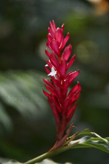 Alpinia (Alpinia purpurata), inflorescence, ornamental plant, North Rhine-Westphalia, Germany,