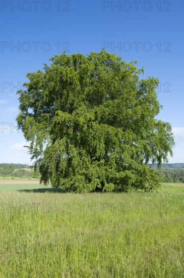 Common beech (Fagus sylvatica), solitary tree standing in a meadow, blue sky, Thuringia, Germany,
