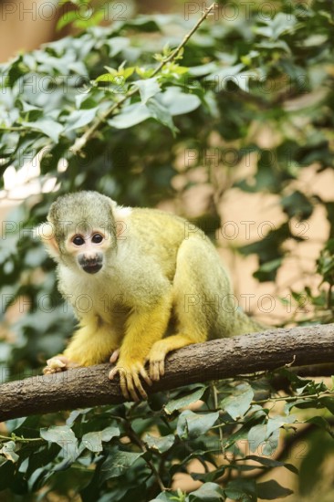 Black-capped squirrel monkey (Saimiri boliviensis) in a tree, Bavaria, Germany, Europe