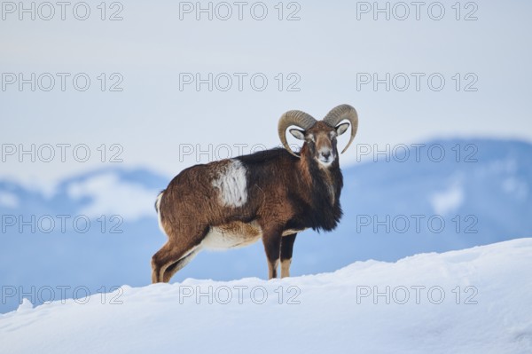 European mouflon (Ovis aries musimon) ram on a snowy meadow in the mountains in tirol, Kitzbühel,