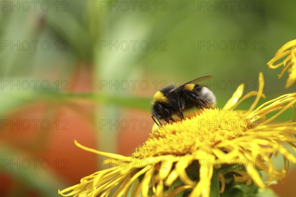 Large earth bumblebee (Bombus terrestris), on a yellow flower, Wilden, North Rhine-Westphalia,