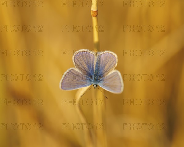 Common blue butterfly (Polyommatus icarus), Germany, Europe