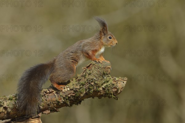 Eurasian red squirrel (Sciurus vulgaris), jumping from a branch, wildlife, Wilden, North