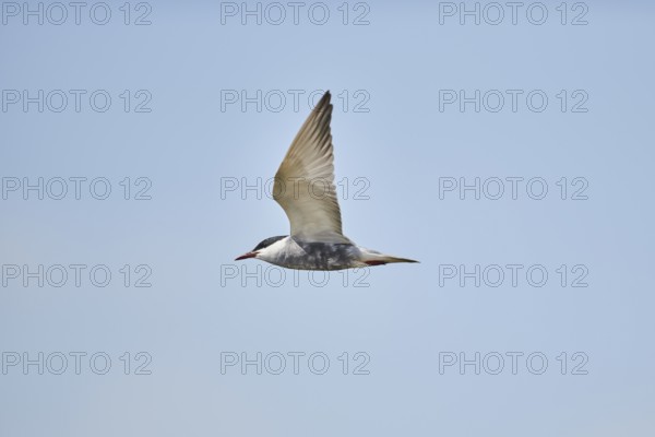 Elegant tern (Thalasseus elegans) flying in the sky above the sea, hunting, ebro delta, Catalonia,