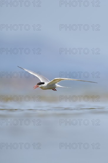 Elegant tern (Thalasseus elegans) flying in the sky above the sea, hunting, ebro delta, Catalonia,