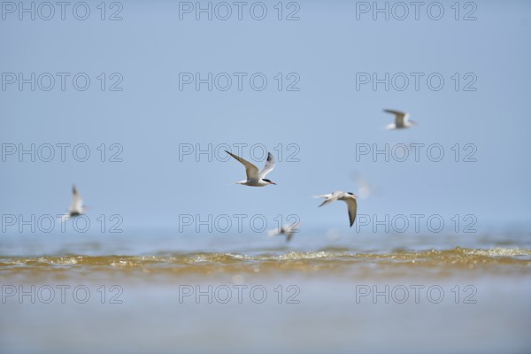 Elegant tern (Thalasseus elegans) flying in the sky above the sea, hunting, ebro delta, Catalonia,
