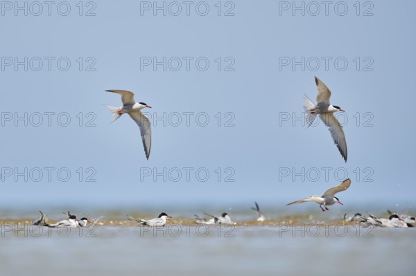 Elegant tern (Thalasseus elegans) flying in the sky above the sea, hunting, ebro delta, Catalonia,