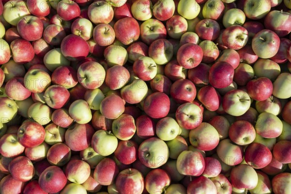 Apples of the Jonagold variety, full-size, Bodman-Ludwigshafen, Constance district,