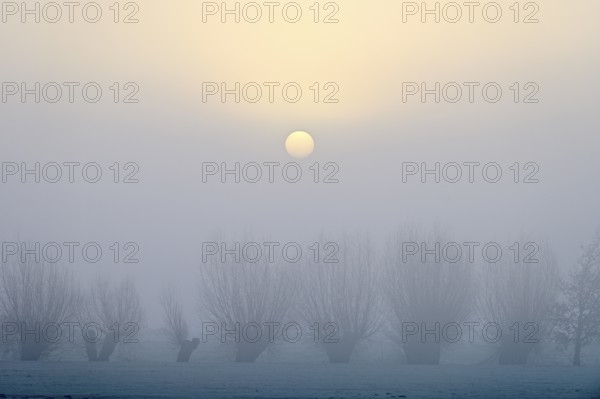 Pale sun over pollarded willows with fog, Lower Rhine, North Rhine-Westphalia, Germany, Europe