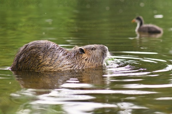 Semiaquatic rodent called, commonly known as Nutria (Myocastor Coypus), swimming in river with