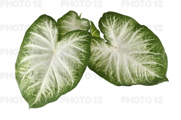 Top view of exotic 'Caladium Aaron' houseplant with large white and green leaves isolated on white