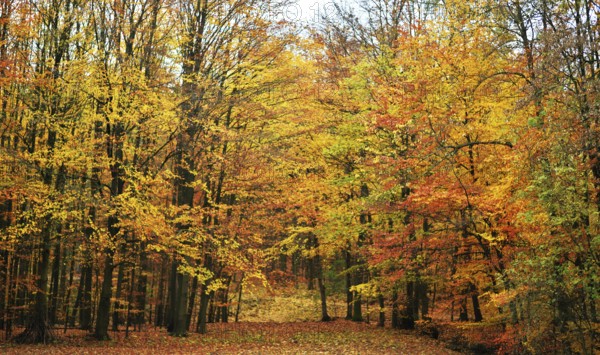 Autumn atmosphere, forest, Iserlohn, Germany, Europe
