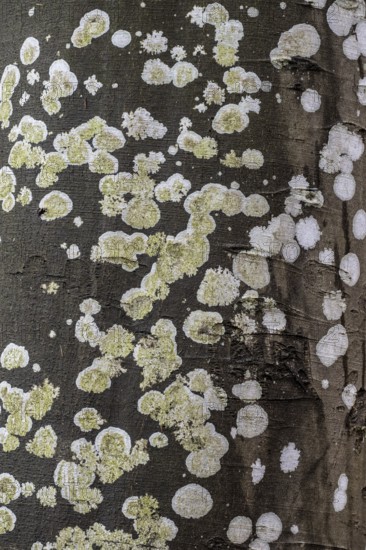 Lichens on a copper beech (Fagus sylvatica), Emsland, Lower Saxony, Germany, Europe