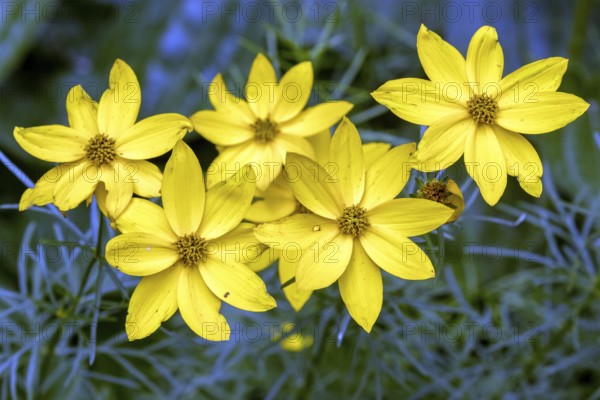 Pseudo whorled girl's eye (Coreopsis verticillata), flower, Baden-Württemberg, Germany, Europe