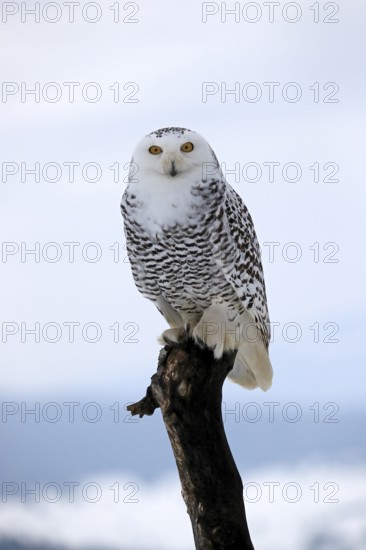 Snowy owl (Nyctea scandiaca), snowy owl, adult, alert, perch, winter, snow, Bohemian Forest, Czech