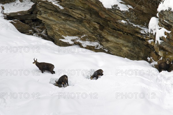 Chamois (Rupicapra rupicapra) herd foraging in snow slope in winter, Gran Paradiso National Park,