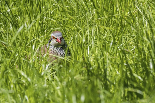 Red-legged partridge (Alectoris rufa), French partridge hidden in high grass in meadow, grassland
