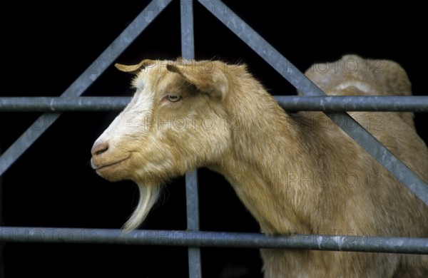 Curious brown goat (Capra hircus) looking through fence at farm