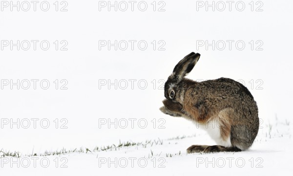 European hare (Lepus europaeus), brown hare grooming fur with paws in snow covered field in winter