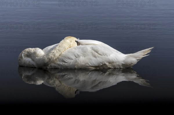 Mute swan (Cygnus olor) male sleeping with head tucked under wing feathers while floating in water